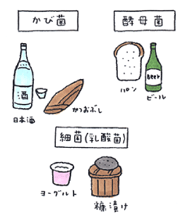 ＜かび菌＞日本酒 かつおぶし ＜酵母菌＞パン ビール ＜細菌（乳酸菌）＞ヨーグルト 糠漬け
