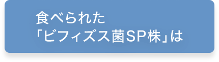 食べられた「ビフィズス菌ＳＰ株」は