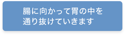 腸に向かって胃の中を通り抜けていきます