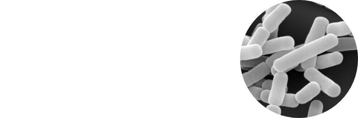 ガセリ菌ＳＰ株 Snow Probiotics