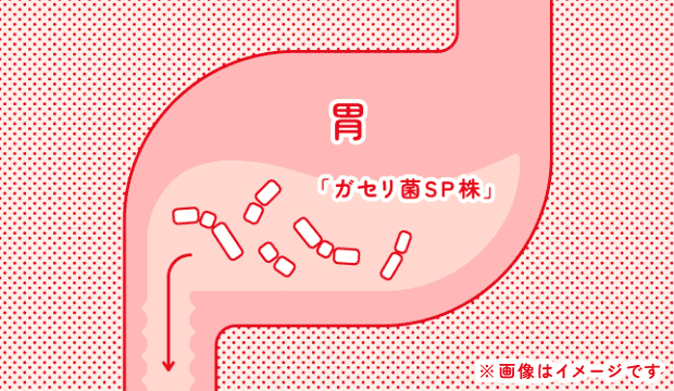 「ガセリ菌SP株」は、消化液の影響を受けにくく、生きたまま腸に届く乳酸菌です。