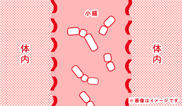 そして、胃を通って腸内に到達します。