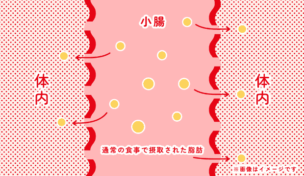 腸内の脂肪の粒子は通常、分解され小さくなって体内に吸収されますが、