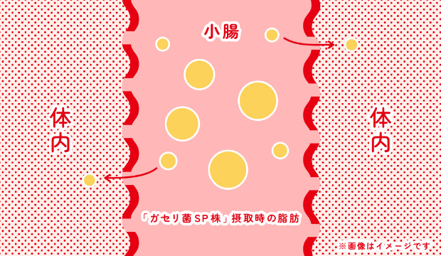 「ガセリ菌SP株」は、脂肪の粒子を大きいままに保ち、分解を受けにくくすることで、体の外に追い出すことができます。